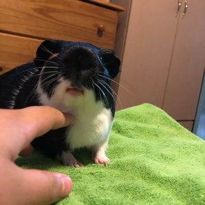 Meet your Posher, Rodrigo